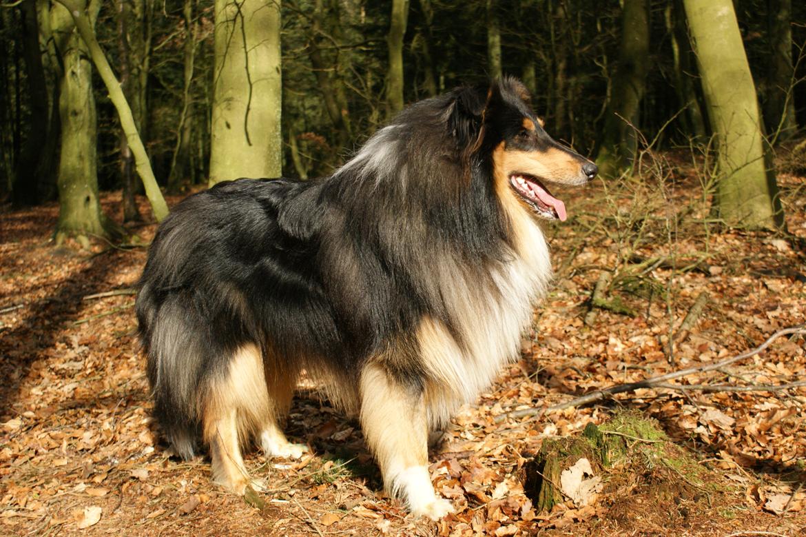 Collie langhåret Zantos billede 1