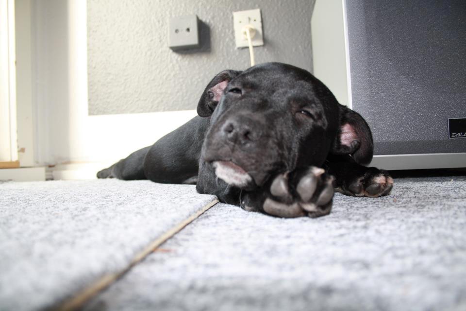 Staffordshire bull terrier *Cuba* R.I.P. billede 3