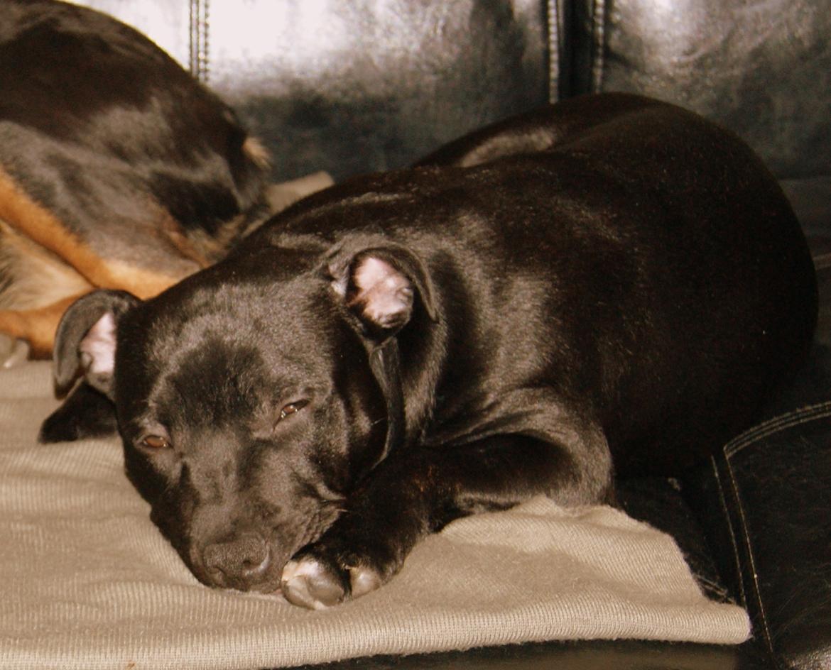 Staffordshire bull terrier *Cuba* R.I.P. billede 4