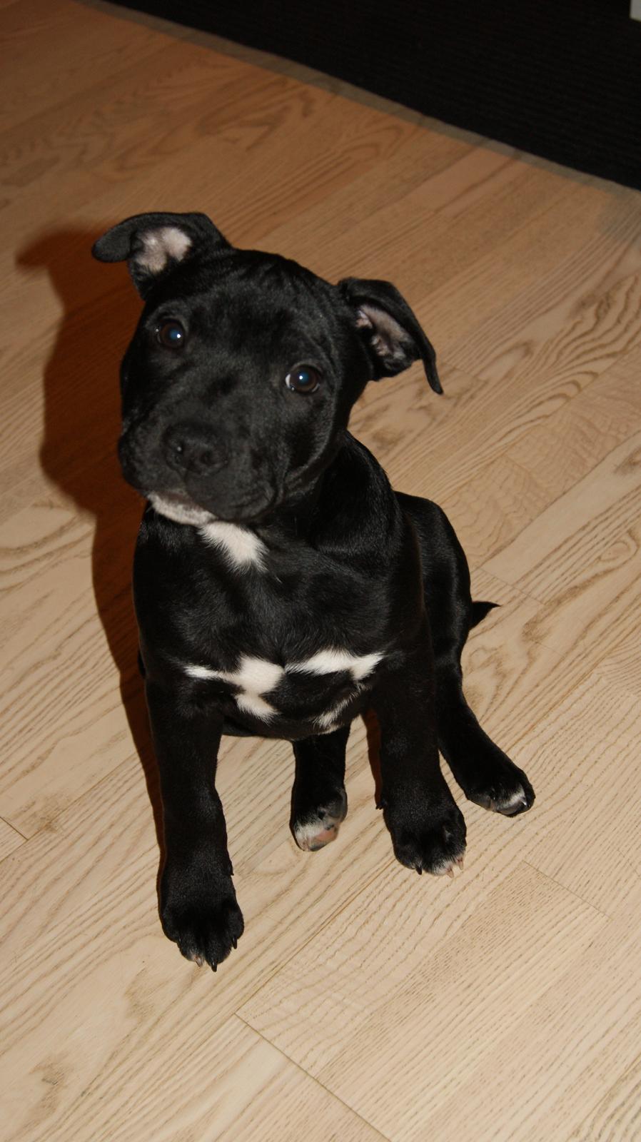 Staffordshire bull terrier *Cuba* R.I.P. billede 2