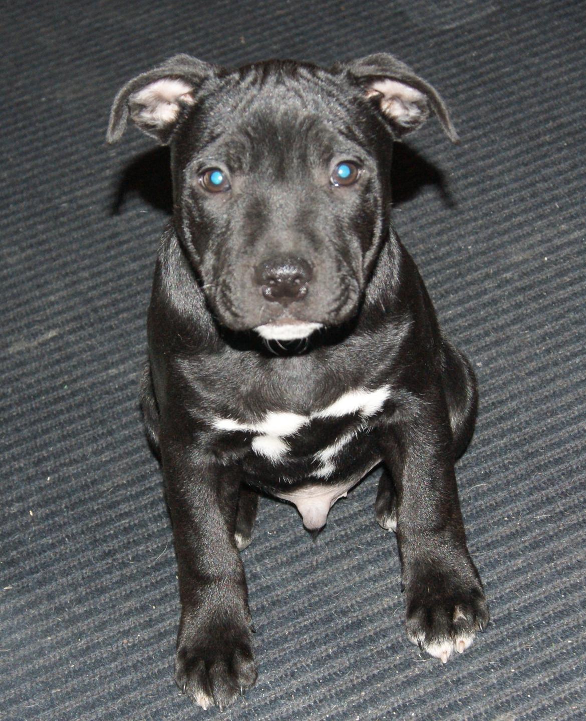 Staffordshire bull terrier *Cuba* R.I.P. billede 5