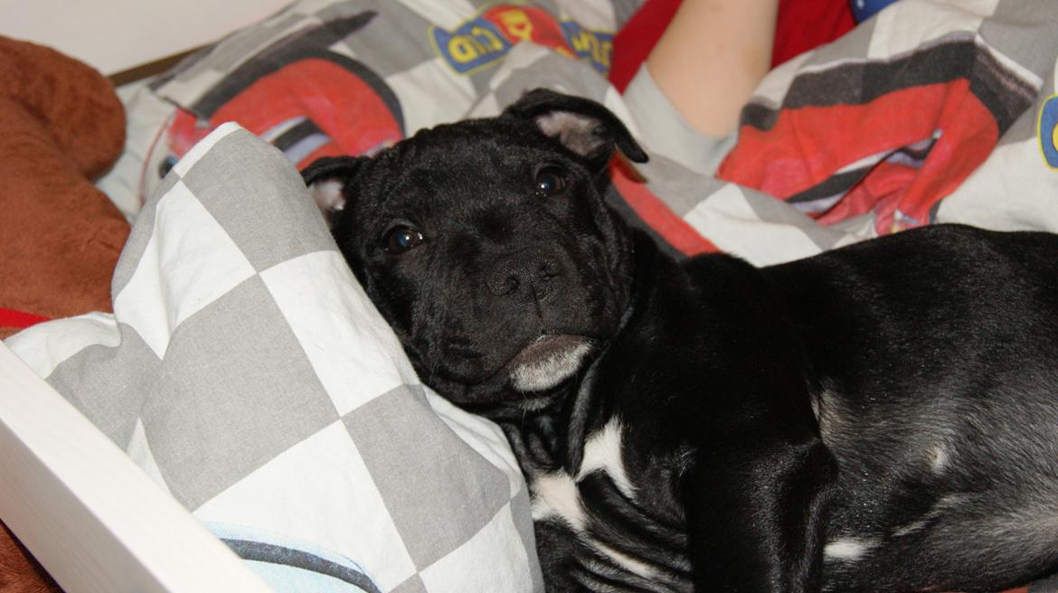 Staffordshire bull terrier *Cuba* R.I.P. billede 6