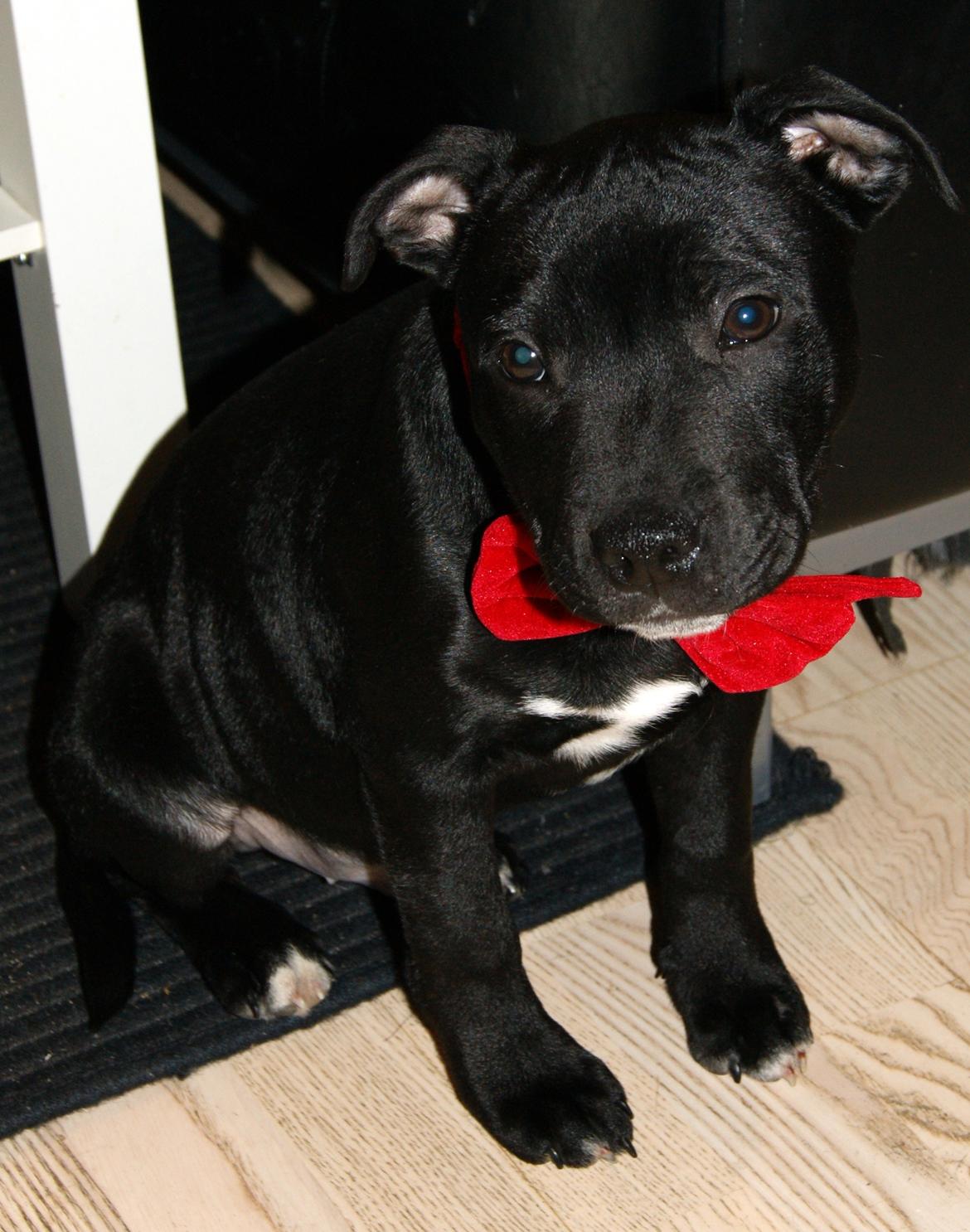 Staffordshire bull terrier *Cuba* R.I.P. billede 7