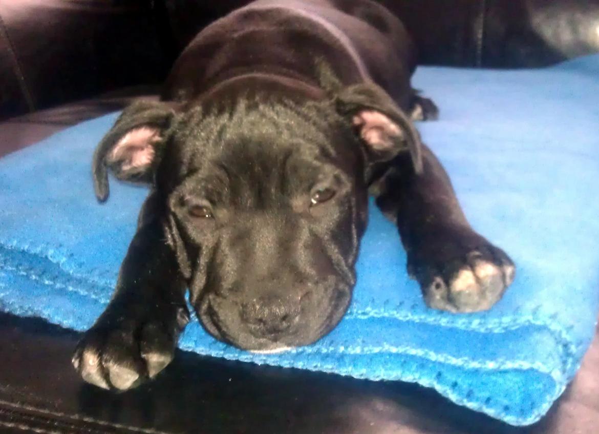 Staffordshire bull terrier *Cuba* R.I.P. billede 8