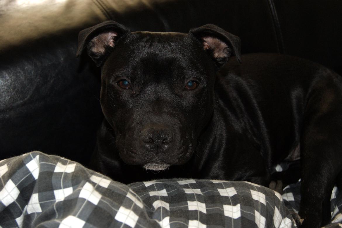 Staffordshire bull terrier *Cuba* R.I.P. billede 9