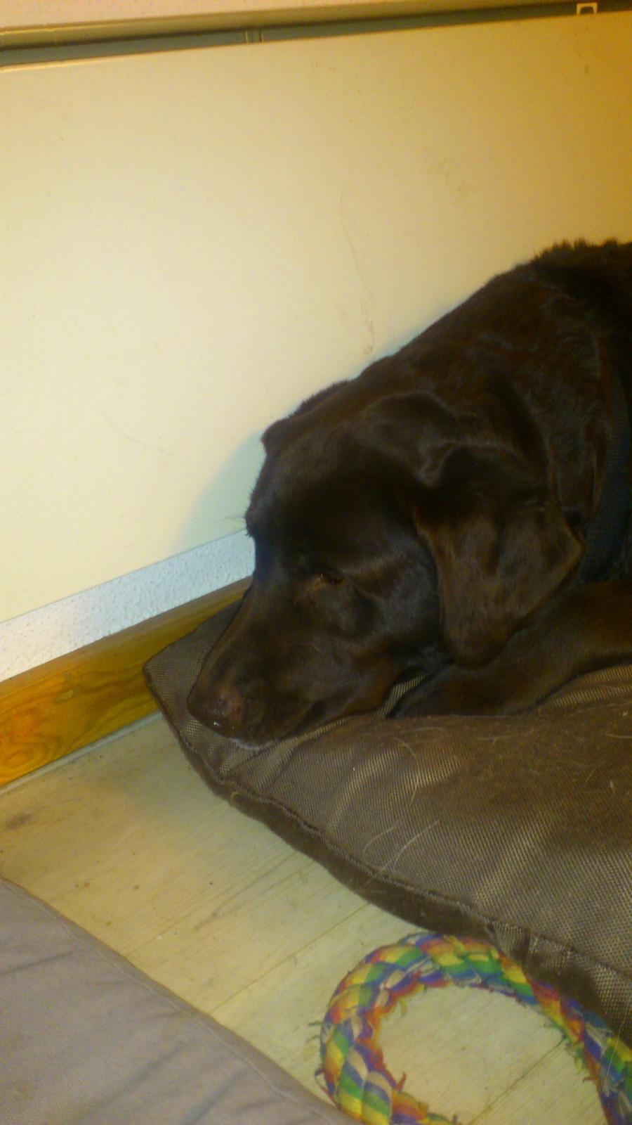 Labrador retriever Tidligere hund Mille - mille<3 billede 1