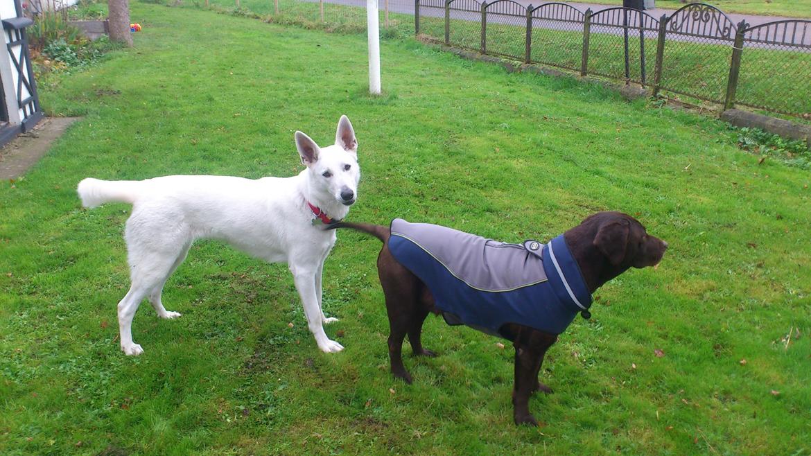 Labrador retriever Tidligere hund Mille - mille med vores anden hund chiva billede 2