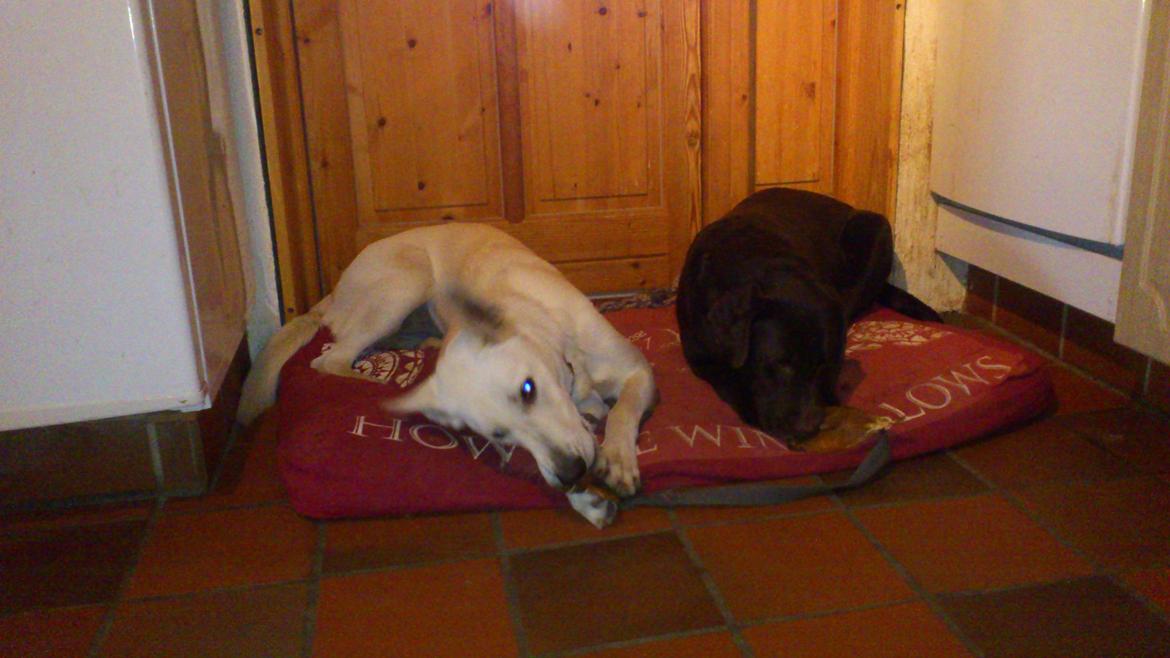 Labrador retriever Tidligere hund Mille - kødben gnaske tid billede 3