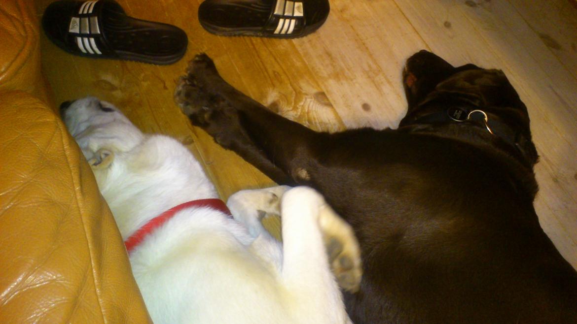 Labrador retriever Tidligere hund Mille - total afslapning billede 4