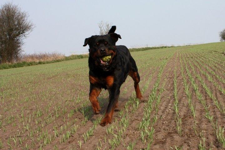 Rottweiler Hobie Vom Hause Luna billede 14