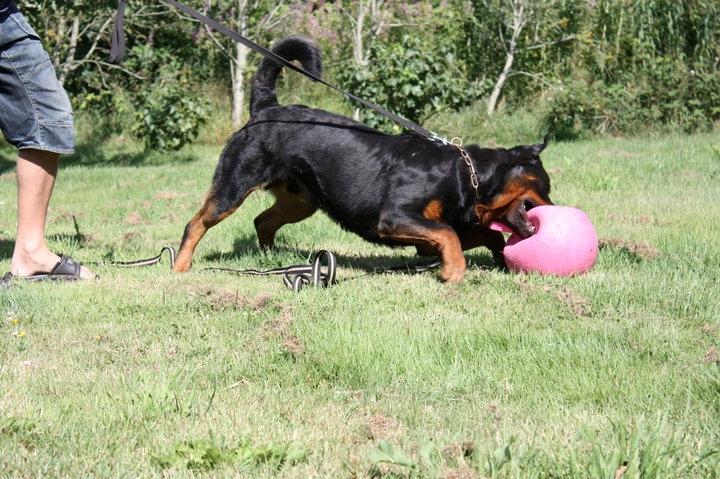 Rottweiler Hobie Vom Hause Luna - Hobie der leger med jolly-ball... Han synes det er SÅ sjovt !! billede 15