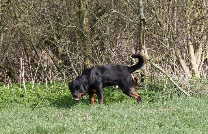 Rottweiler Hobie Vom Hause Luna - Kunne ikke lige lade være med, at tage et billede her :-D  billede 16