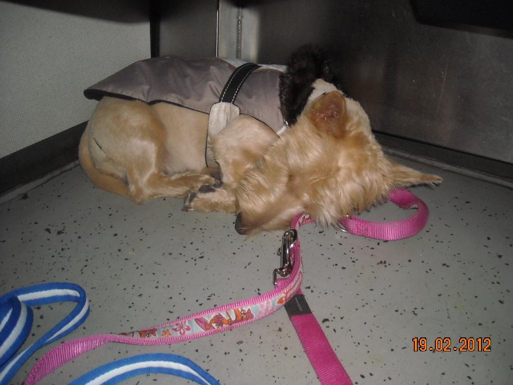 Skotsk terrier Ledagergård´s Gwen (Nancy) - Helt udkørt efter en hel dag på Charlottenlund Travbane :-) billede 9