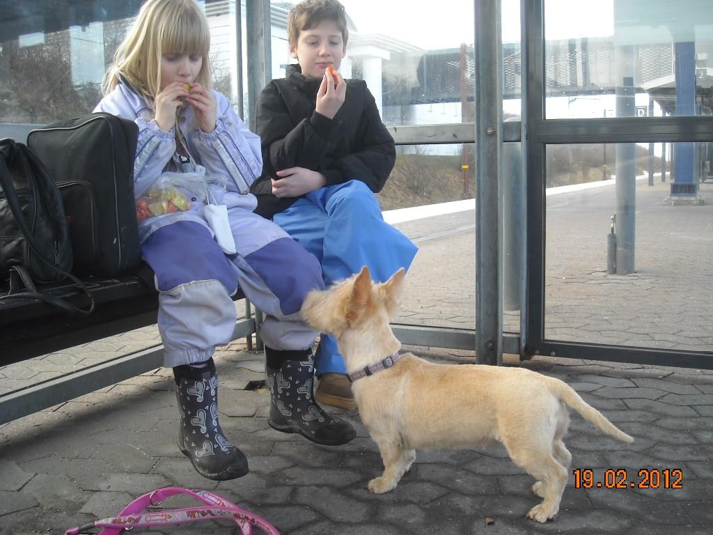 Skotsk terrier Ledagergård´s Gwen (Nancy) - Venter på toget til København, ventetiden bruges på at spise gulerødder og æbler :-) billede 8