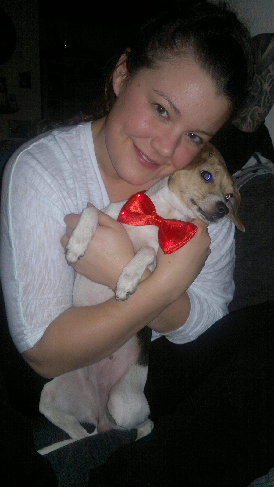 Dansk svensk gaardhund Samba - Mors Hund<3 billede 2