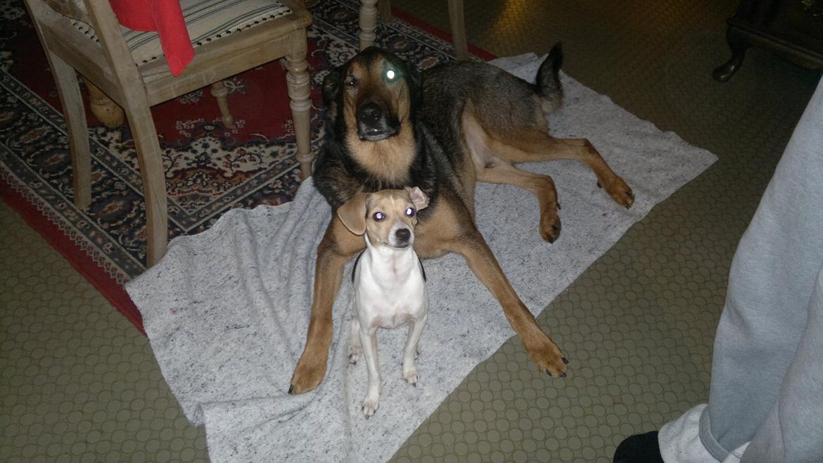 Dansk svensk gaardhund Samba - Samba og Zarzi <3 billede 3