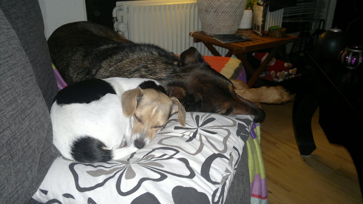 Dansk svensk gaardhund Samba - Hygge Hunde billede 4