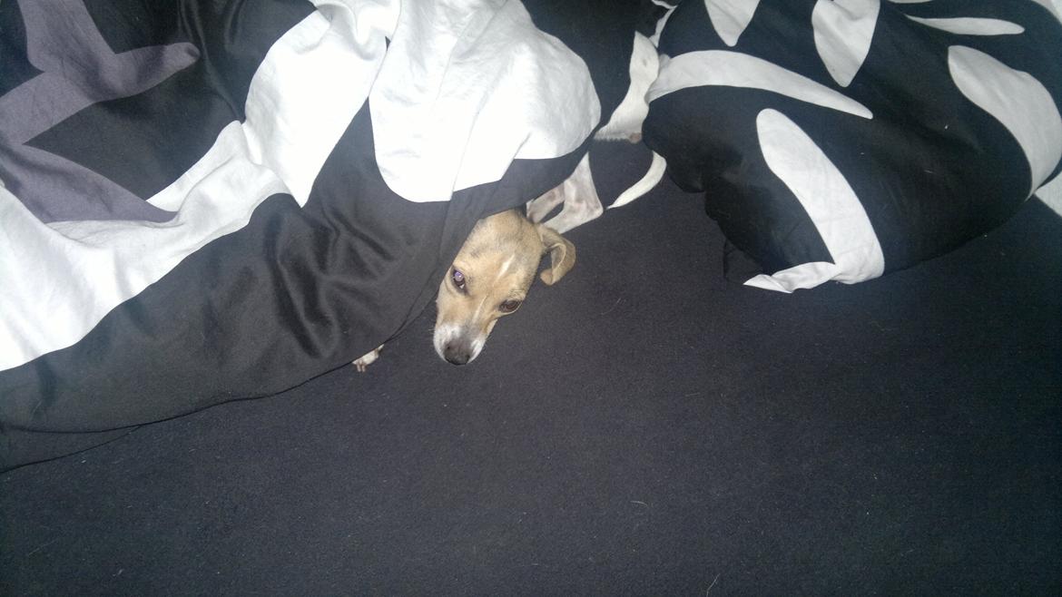 Dansk svensk gaardhund Samba - Tjaaa... Hun er dejlig af putte med og hun sover HELDIGVIS længe :D billede 5