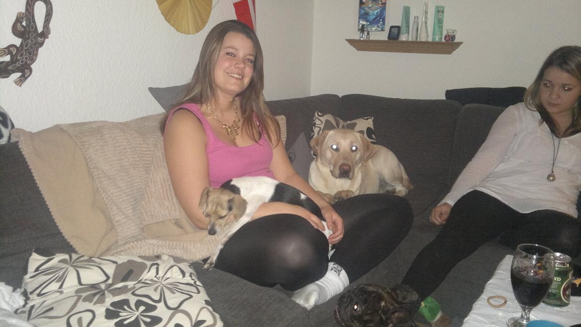 Dansk svensk gaardhund Samba - Besøg af Luna til hunde fødselsdag :D billede 7