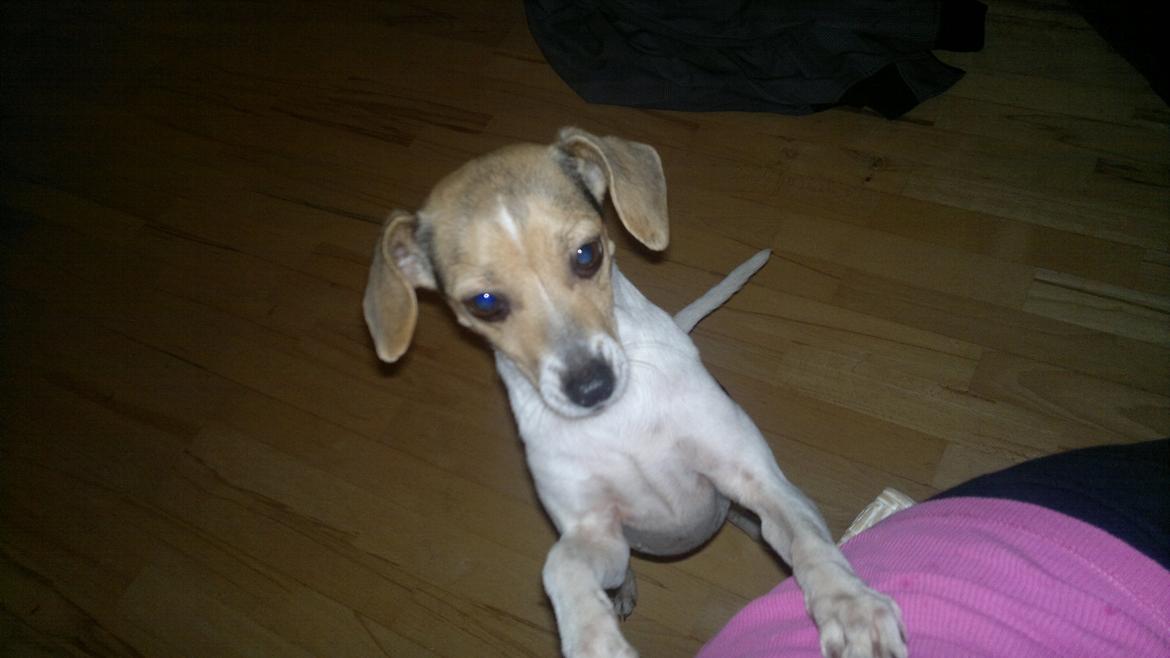 Dansk svensk gaardhund Samba - Smuk Dame  billede 8