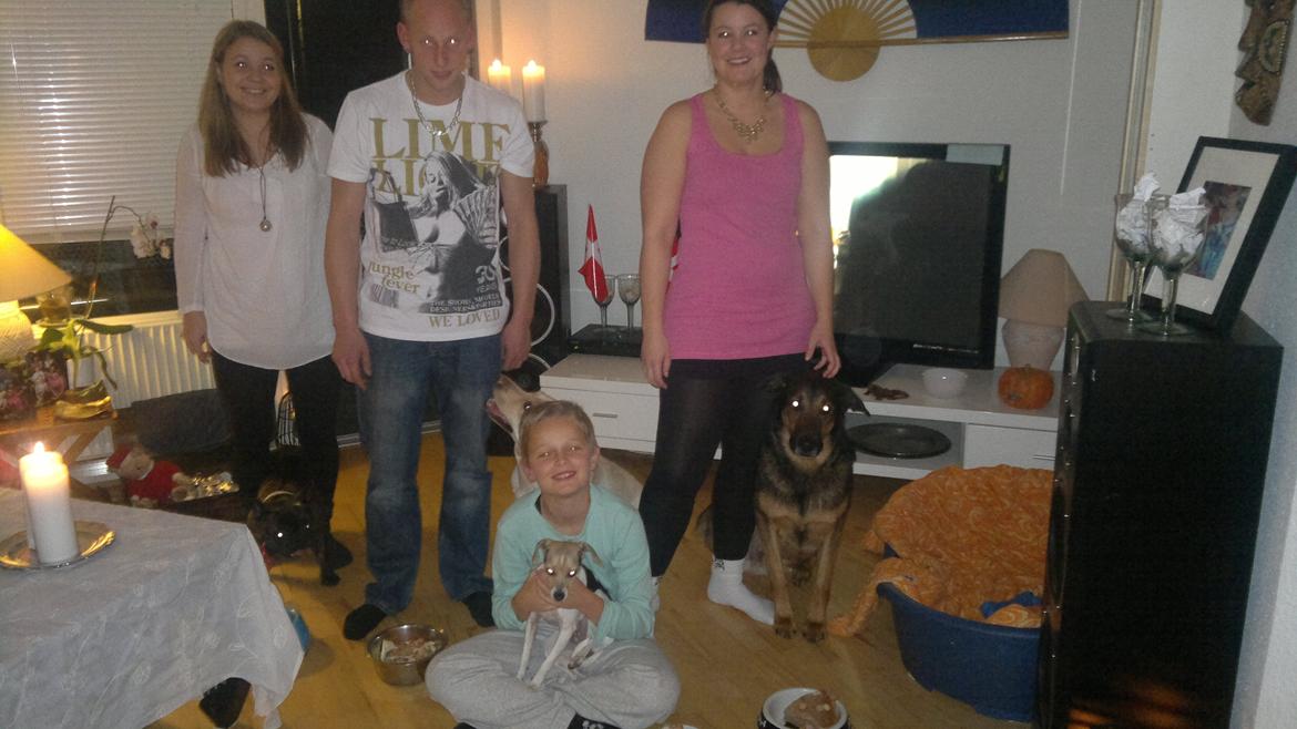 Dansk svensk gaardhund Samba - Klar til a spise :) billede 9