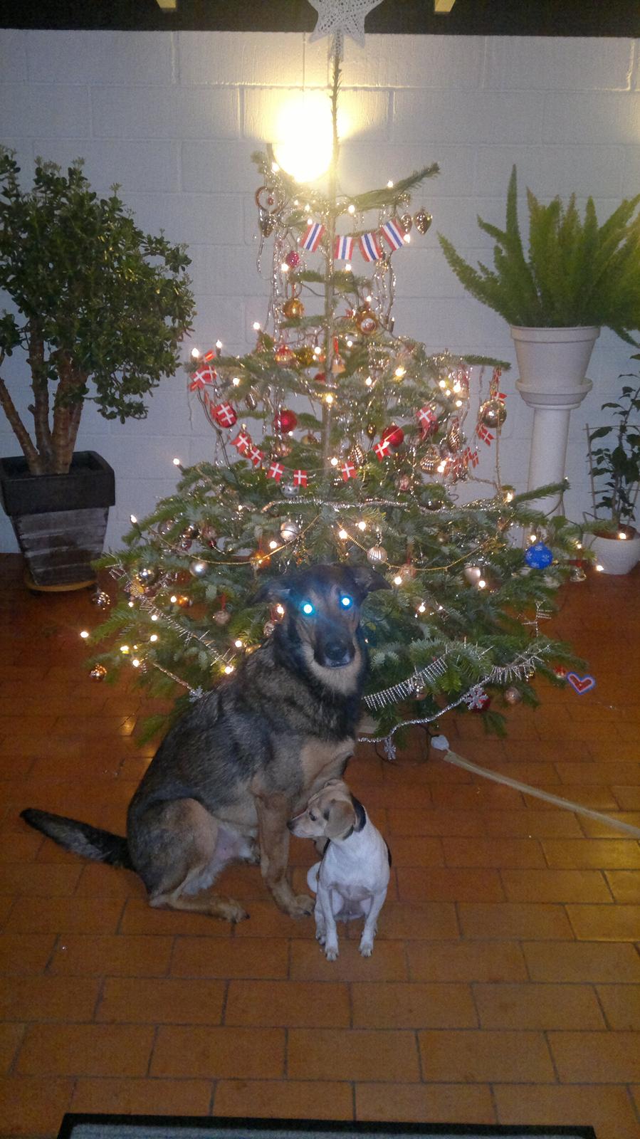 Dansk svensk gaardhund Samba - Første jul med Samba og nummer 5 men Zarzi! billede 11