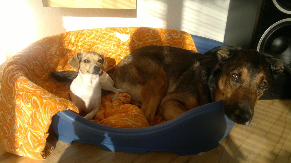 Dansk svensk gaardhund Samba - Hehe.. De blev heldigvis gode venner hurtigt<3 billede 1