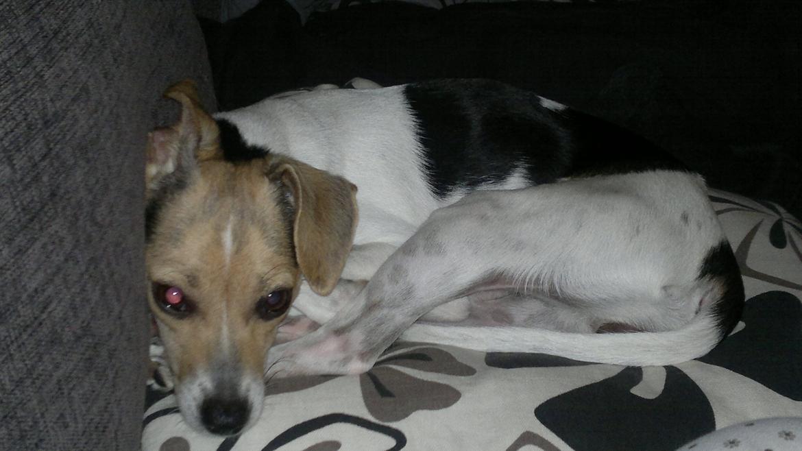 Dansk svensk gaardhund Samba - Første dag hjemme hos os..  billede 12