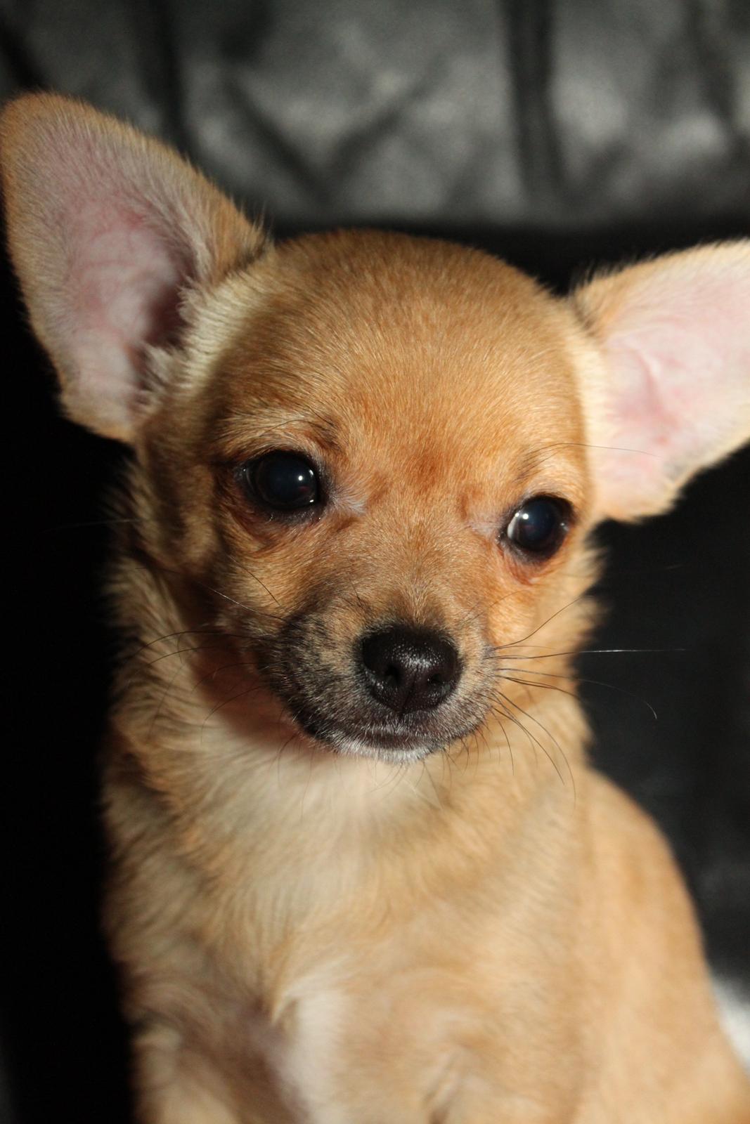 Chihuahua Montelinos Macarius *Max* billede 1