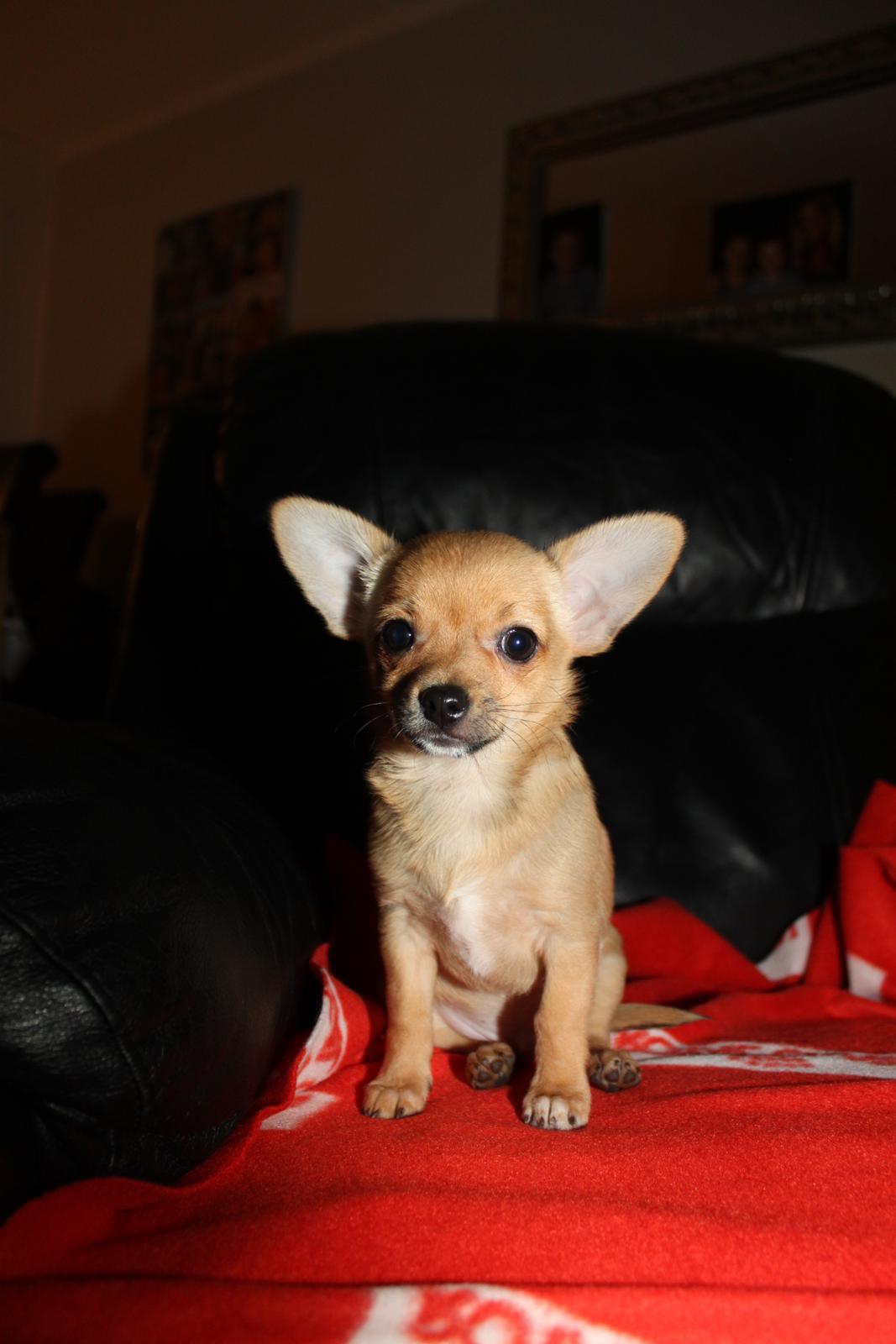 Chihuahua Montelinos Macarius *Max* billede 2