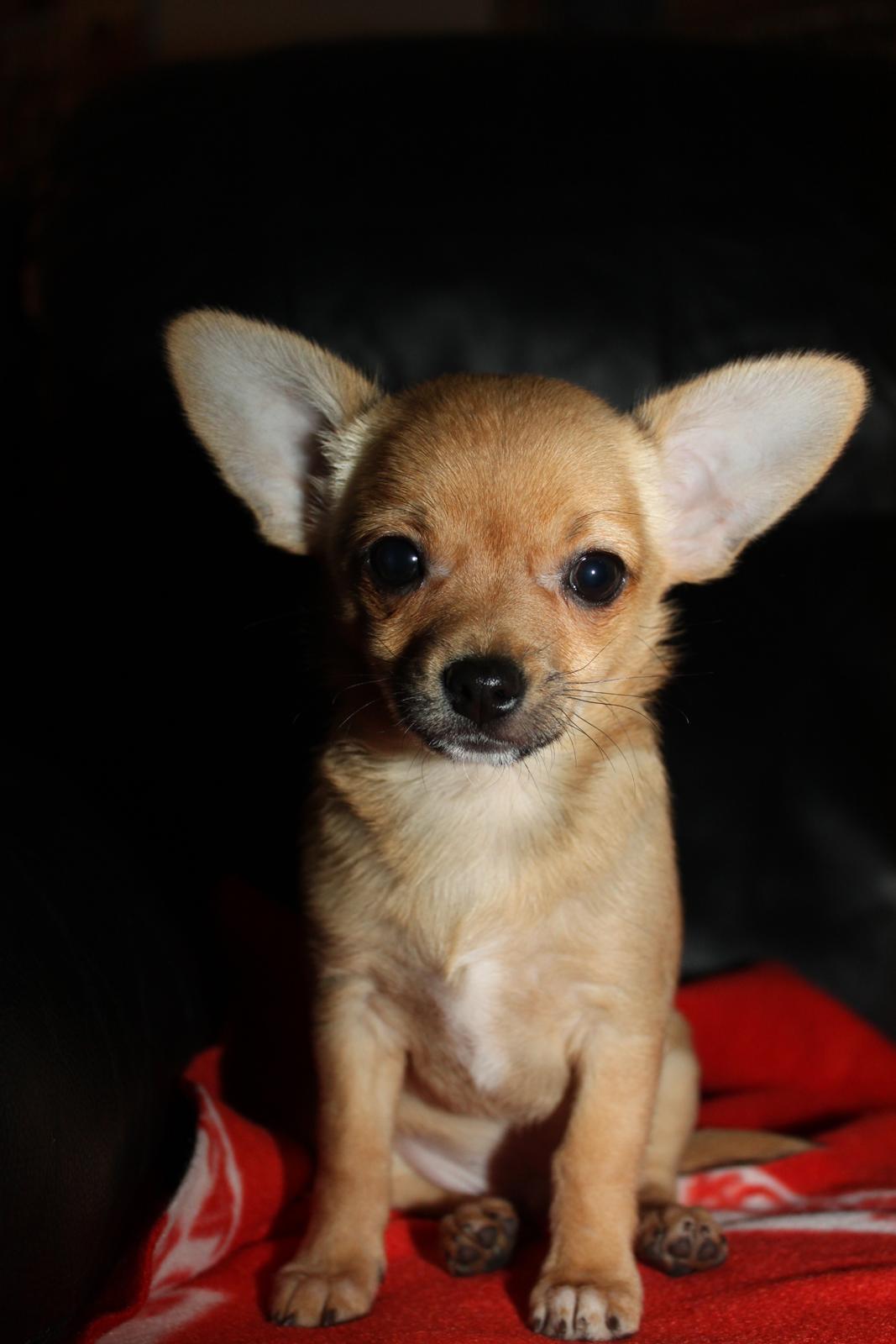 Chihuahua Montelinos Macarius *Max* billede 3