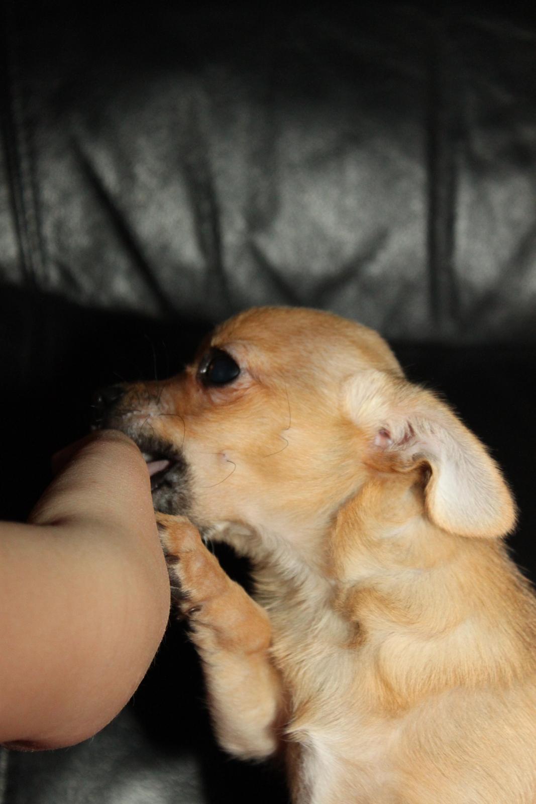 Chihuahua Montelinos Macarius *Max* billede 4