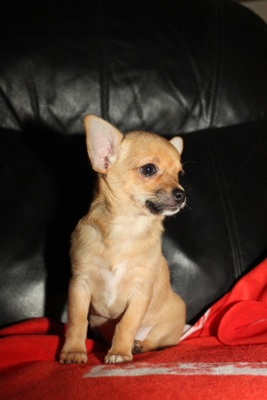 Chihuahua Montelinos Macarius *Max* billede 5
