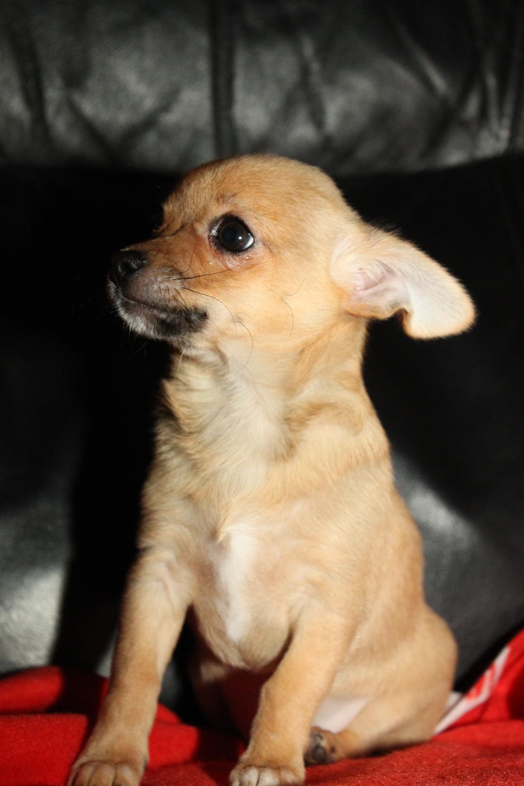 Chihuahua Montelinos Macarius *Max* billede 6
