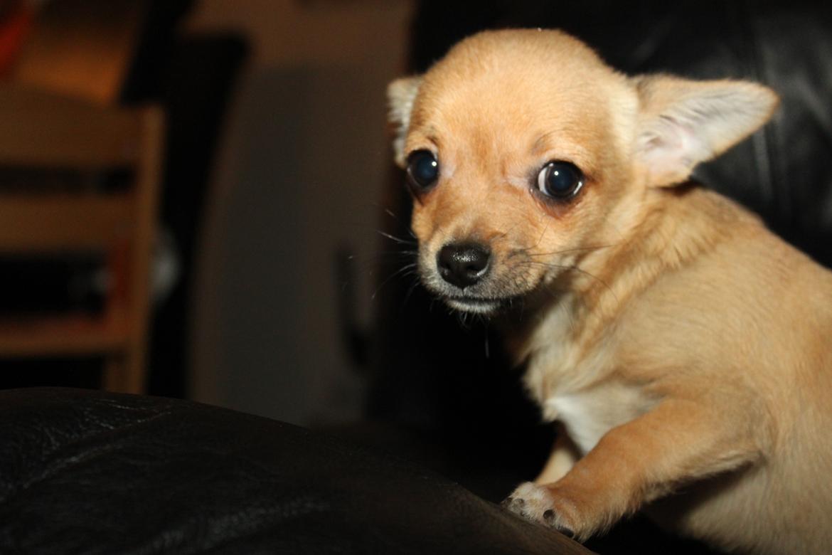 Chihuahua Montelinos Macarius *Max* billede 7