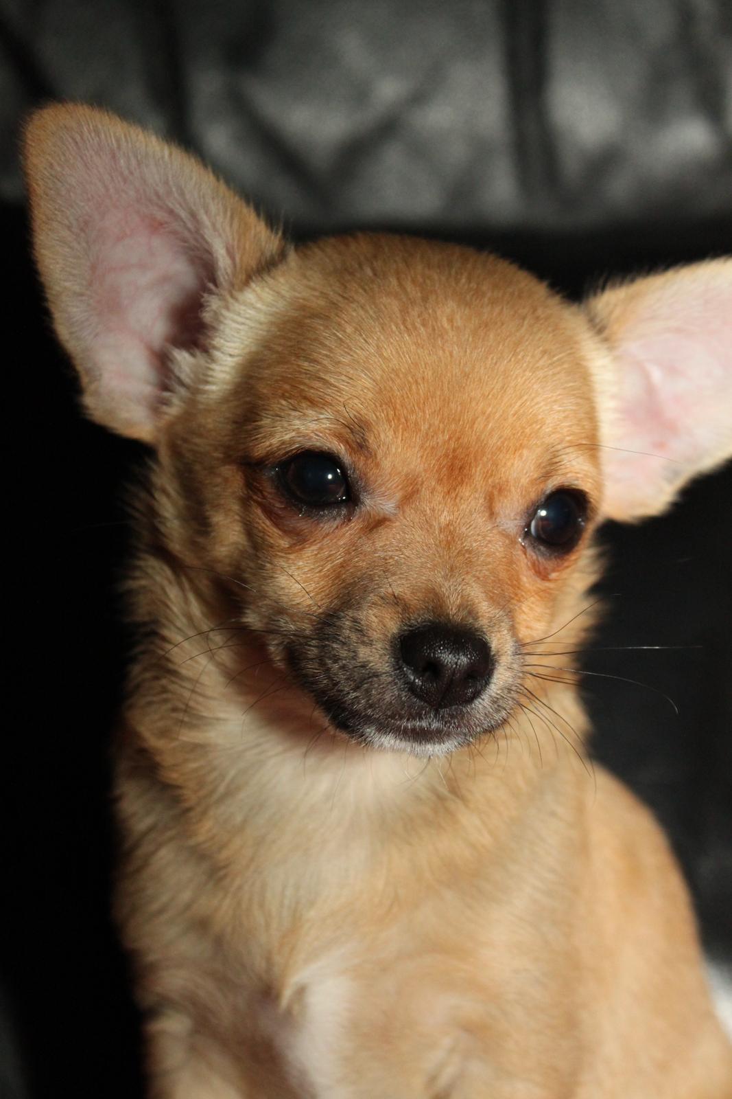 Chihuahua Montelinos Macarius *Max* billede 8