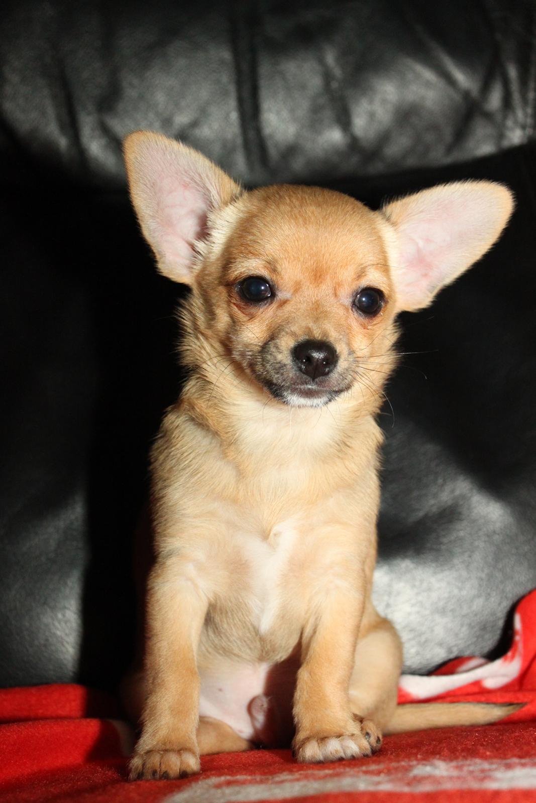 Chihuahua Montelinos Macarius *Max* billede 9