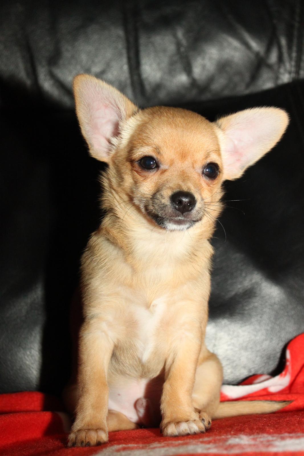Chihuahua Montelinos Macarius *Max* billede 10