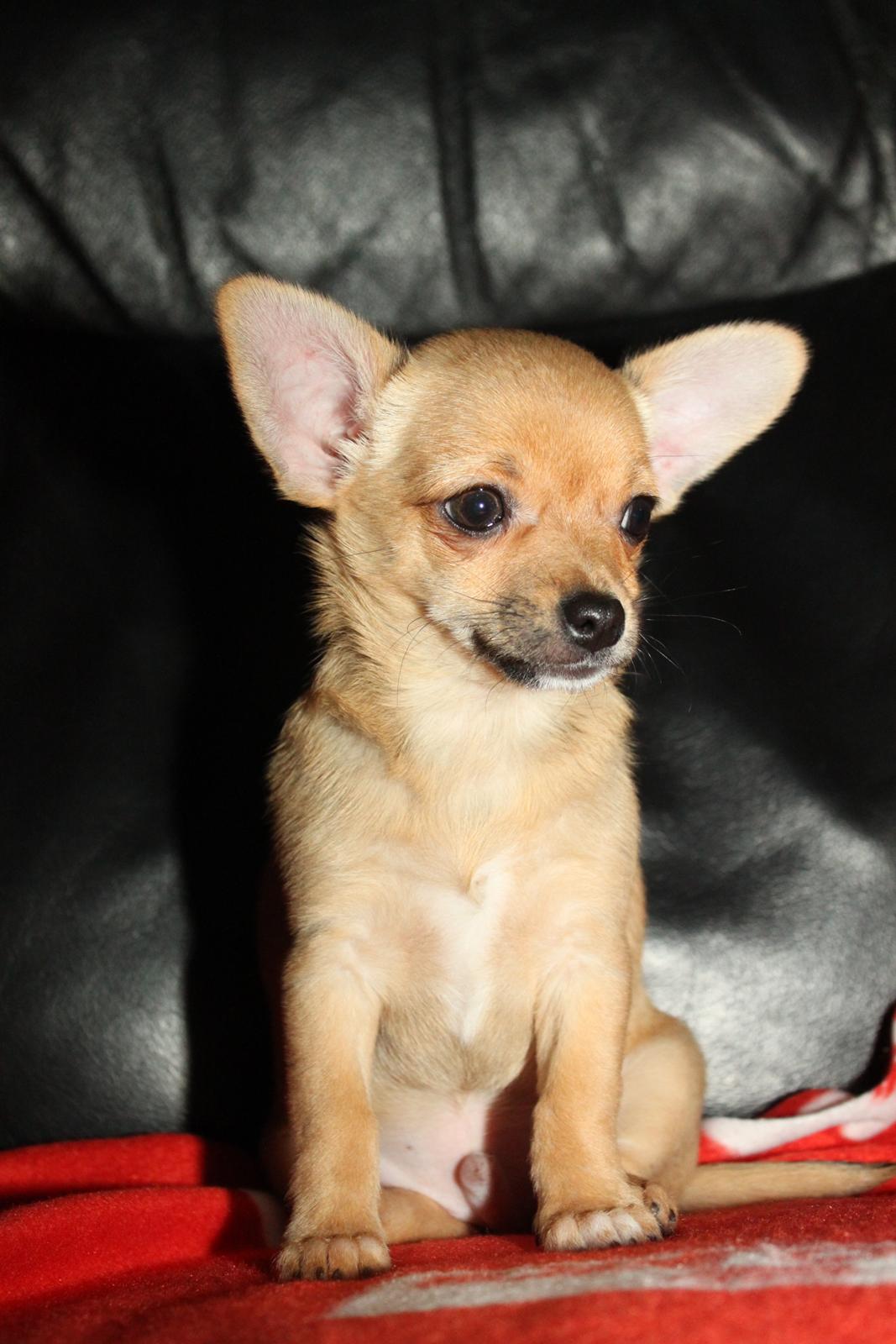 Chihuahua Montelinos Macarius *Max* billede 11