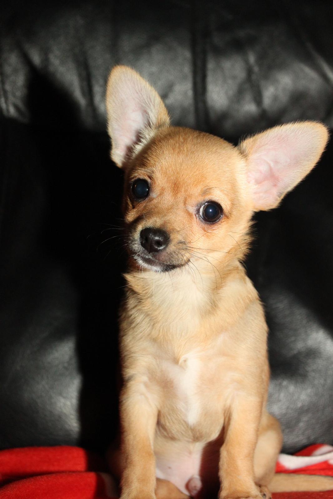 Chihuahua Montelinos Macarius *Max* billede 12