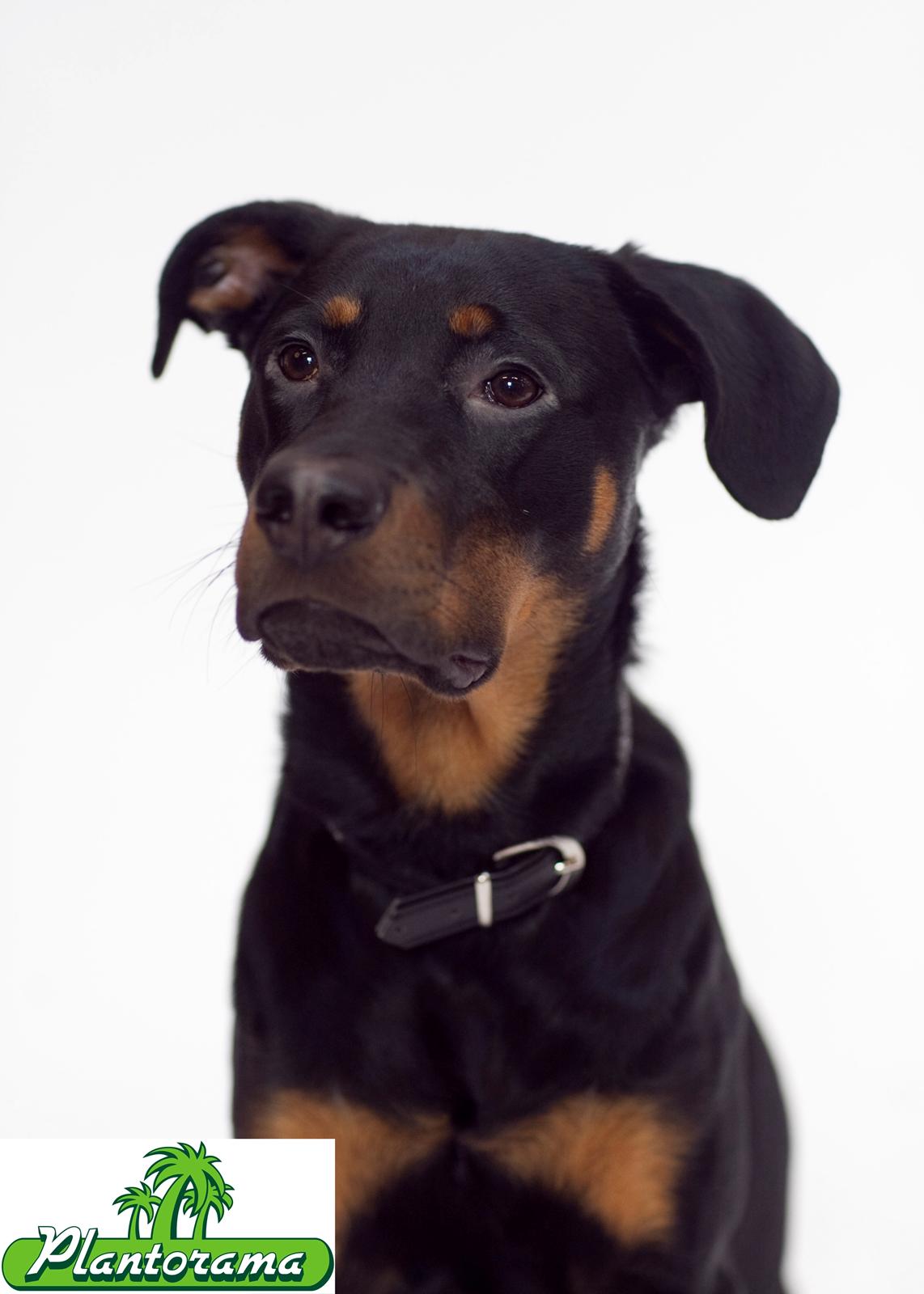 Blanding af racer Tjalfe (rottweiler/labrador) - Tjalfes billede, fra dyrenes dag i Plantorama - Egå. Her er han under ét år gammel. billede 7