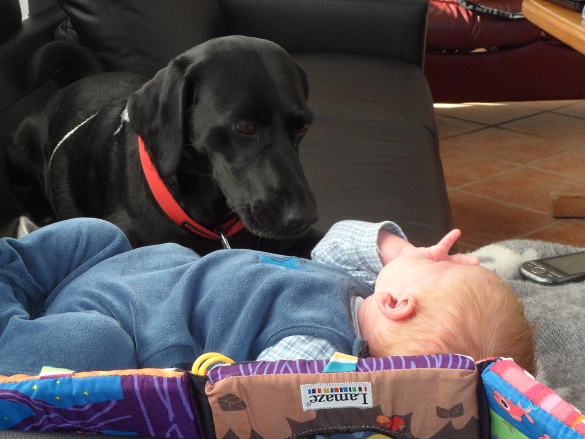 Labrador retriever Trille billede 15