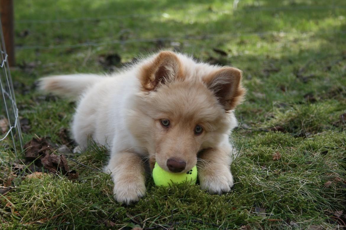 Finsk lapphund Leika (Ramona) billede 2