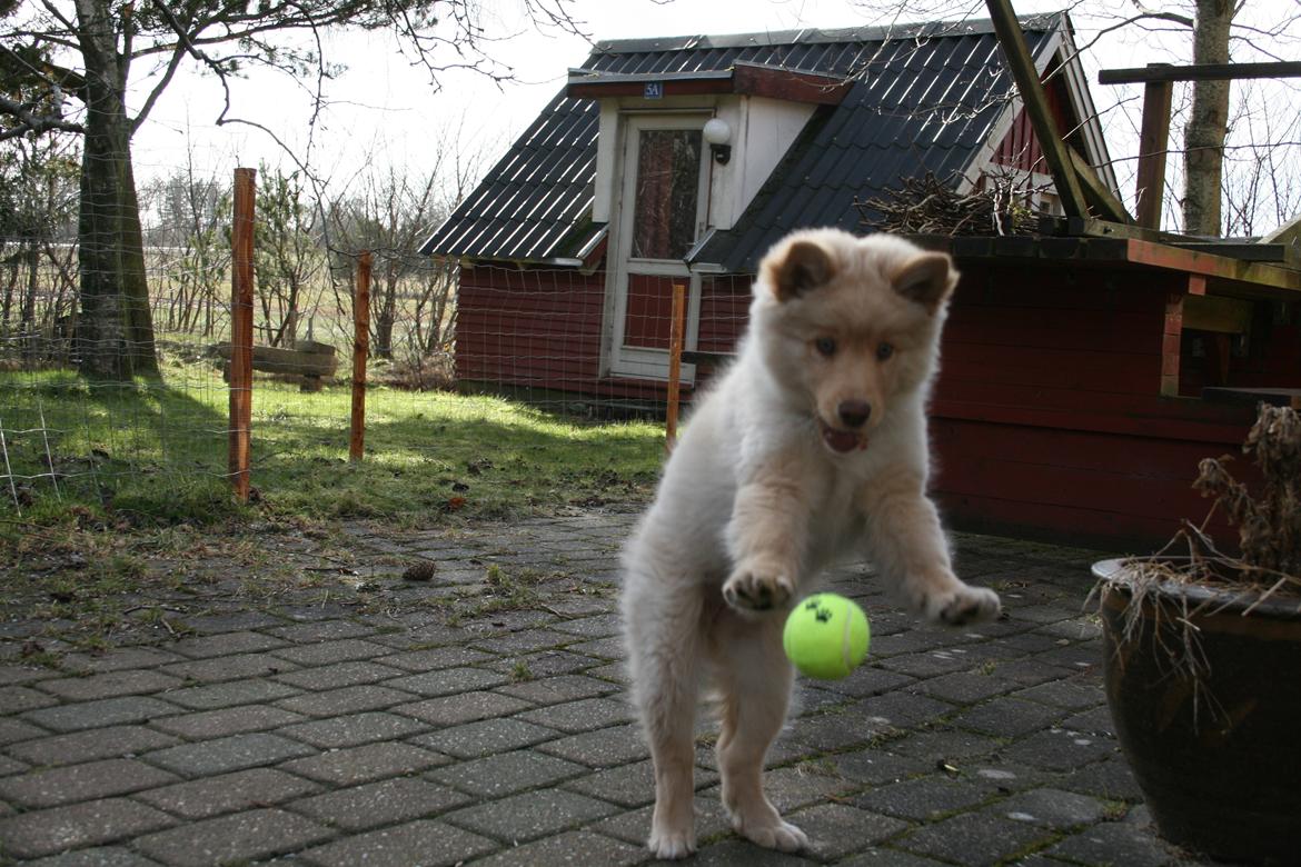 Finsk lapphund Leika (Ramona) - Leika Leger med bold billede 3