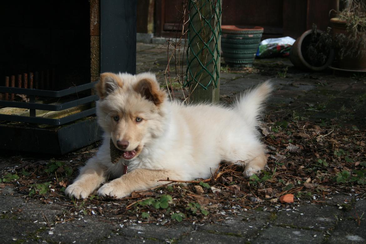 Finsk lapphund Leika (Ramona) billede 4