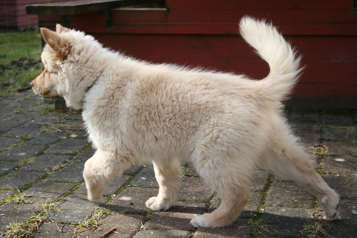 Finsk lapphund Leika (Ramona) billede 5