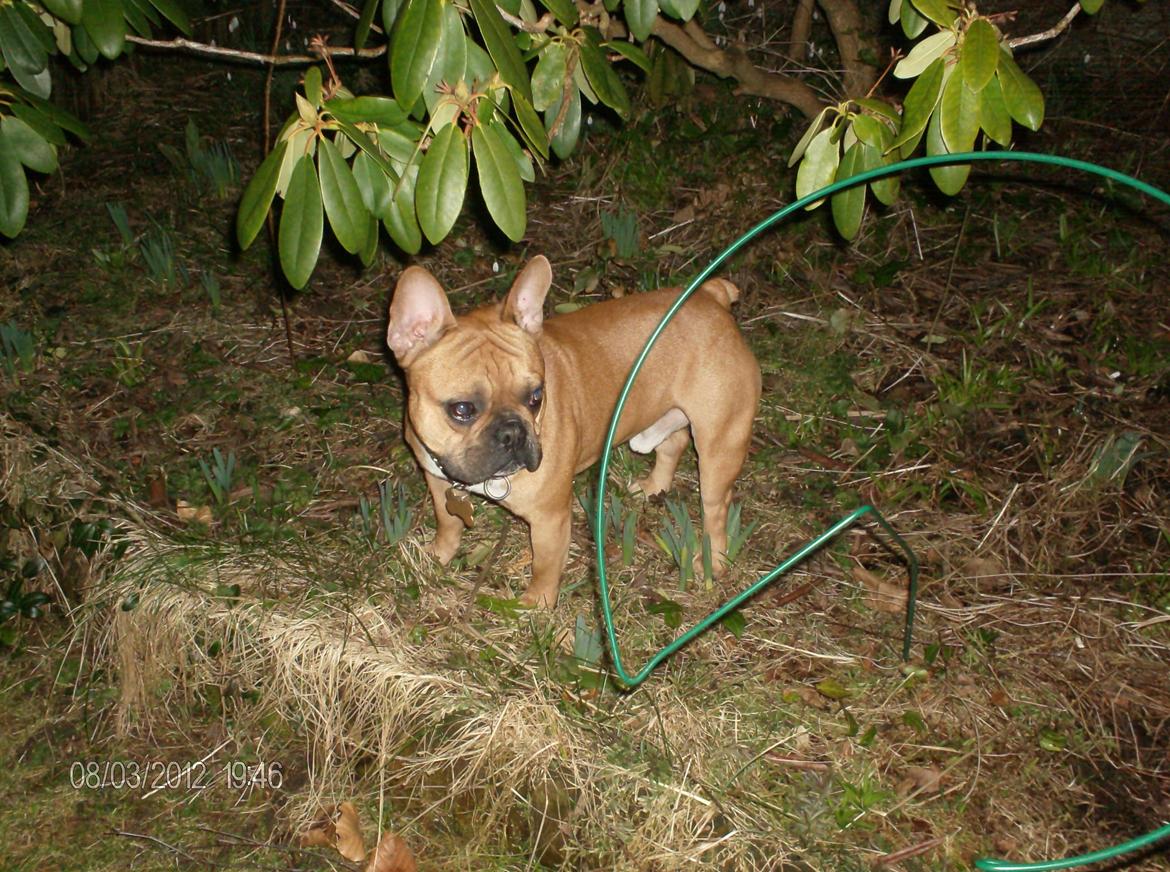 Fransk bulldog                   Milo <3 billede 12