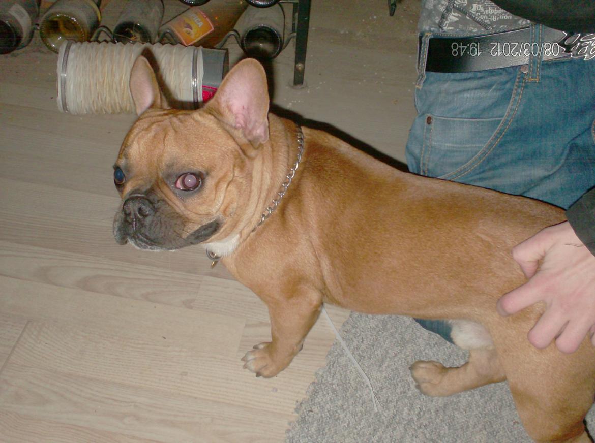 Fransk bulldog                   Milo <3 billede 13