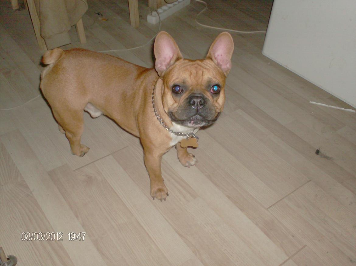Fransk bulldog                   Milo <3 billede 14