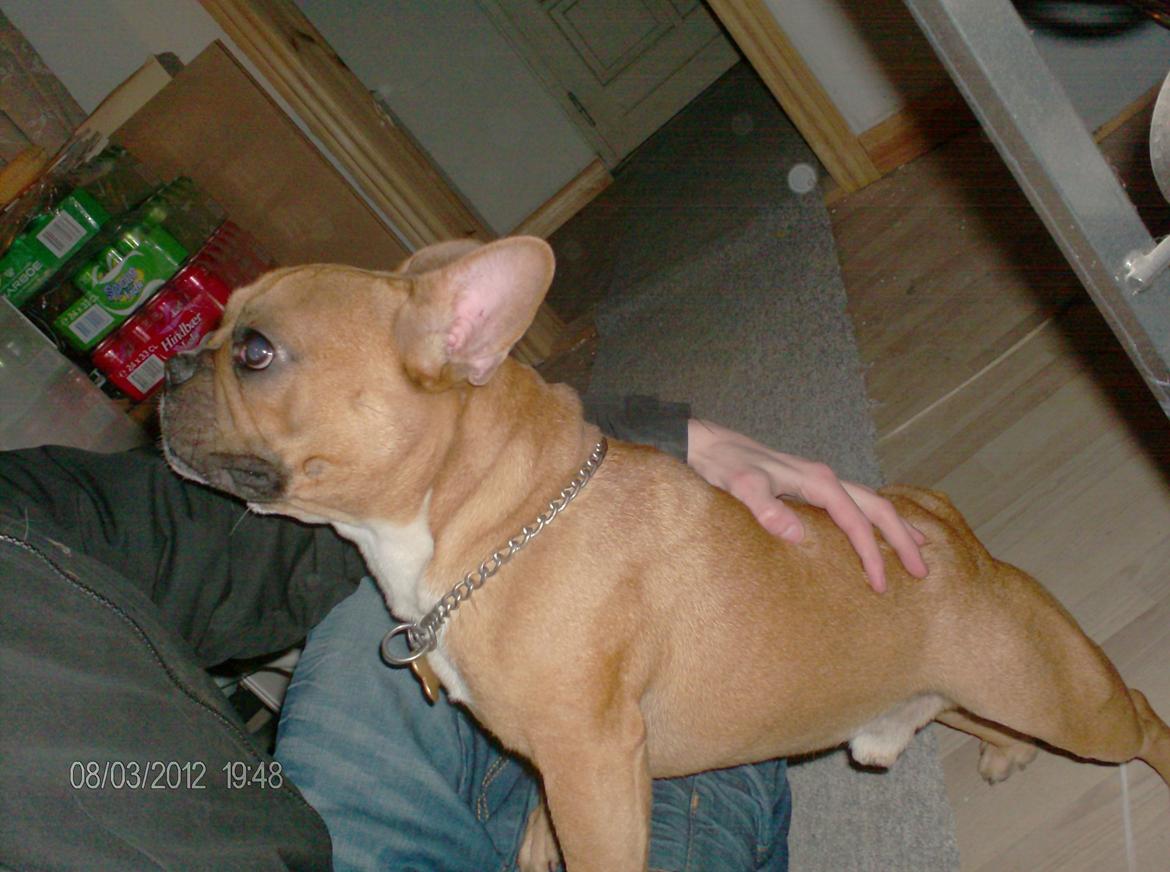 Fransk bulldog                   Milo <3 billede 15